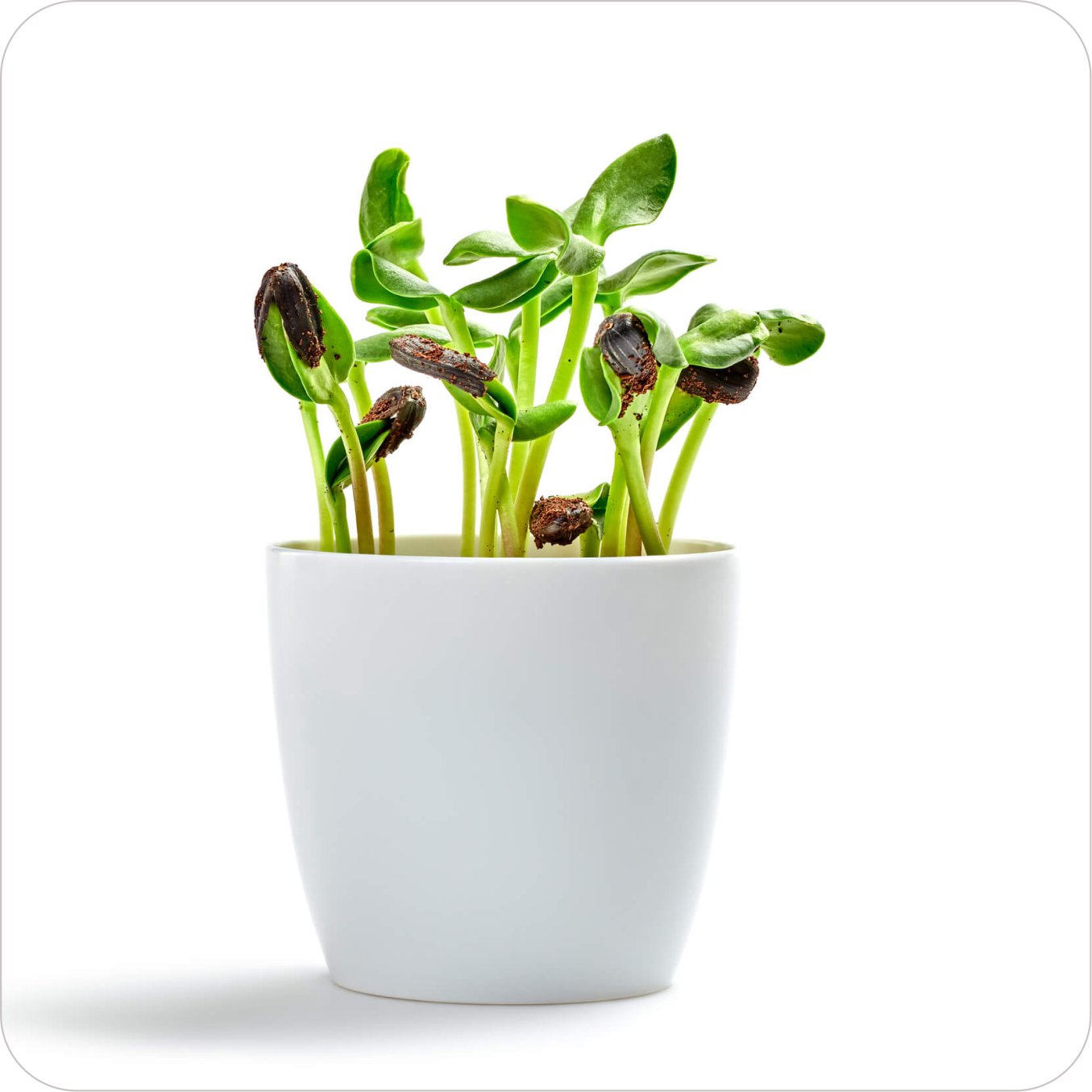 Serene Sprouts
